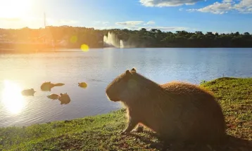 Semana começa com sol e calor em Cascavel; máxima chega a 31°C