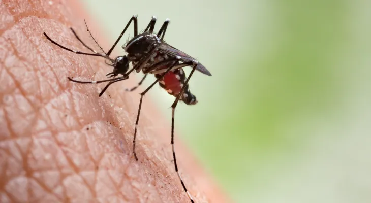 Febre chikungunya pode se tornar crônica em 50% dos casos e deixar sequelas