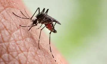 Febre chikungunya pode se tornar crônica em 50% dos casos e deixar sequelas