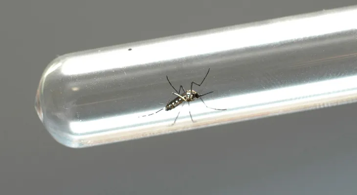 Boletim da Secretaria da Saúde confirma 2.313 novos casos de dengue no Paraná