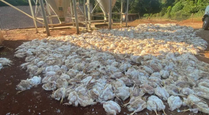 FAEP critica reajuste de 19% na tarifa da Copel e aponta prejuízos no campo