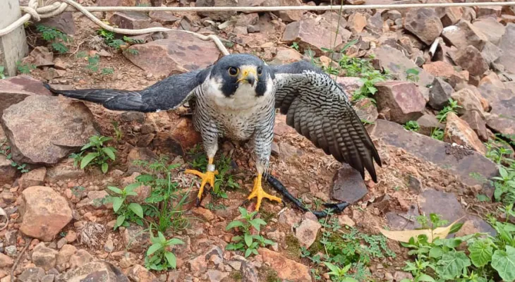 IAT resgata falcão peregrino ferido que percorreu 7,3 mil quilômetros desde os EUA