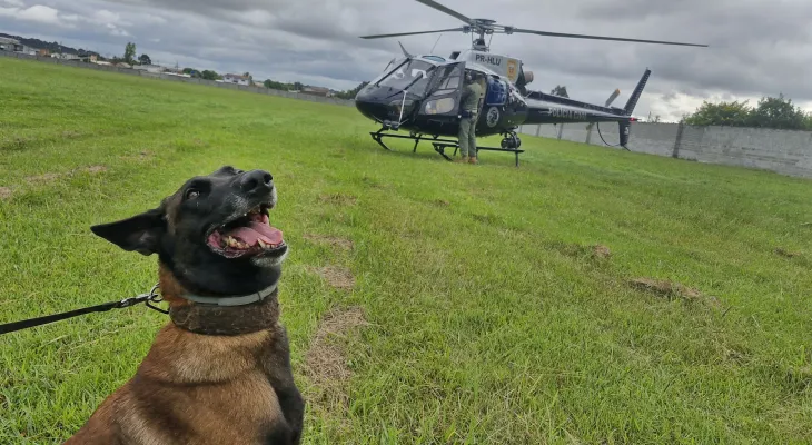 Pela 1ª vez, PCPR treina cães farejadores em aeronaves para ambientação de operações