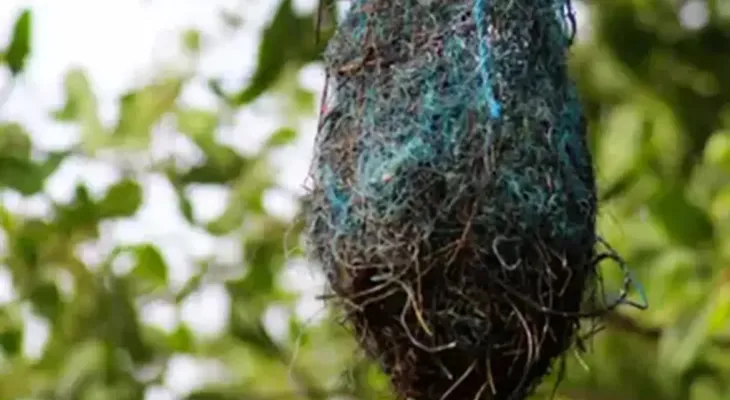 Poluição: no Brasil, aves estão fazendo ninhos com resíduos plásticos
