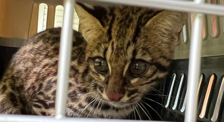 IAT devolve à natureza gato-do-mato-pequeno que ficou à deriva em rio no Litoral