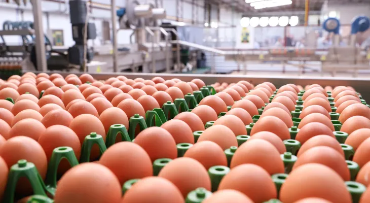 202 milhões de dúzias: produção de ovos para consumo cresce 5,7% no Paraná em 2024