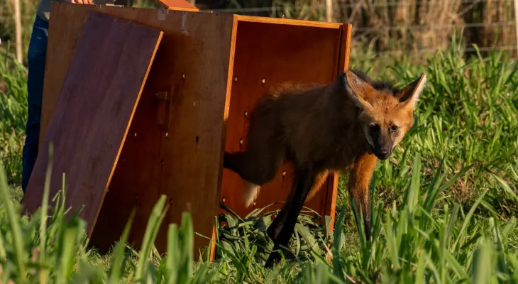 Itaipu e parceiros celebram soltura de lobo-guará na natureza