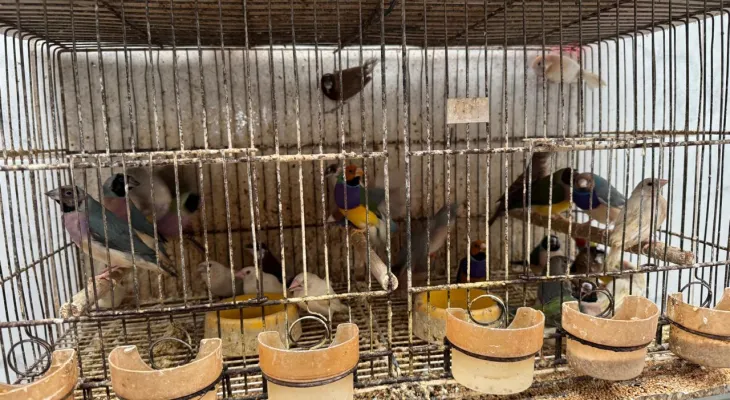 Polícia resgata mais de 5 mil aves exóticas de situação de maus tratos