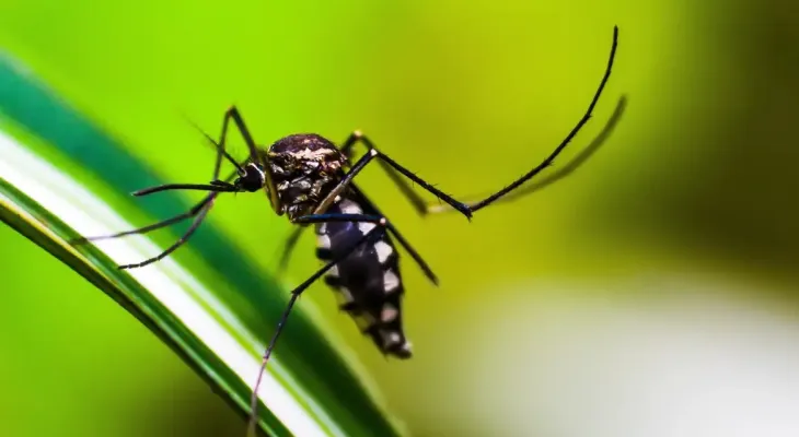 Ministério da Saúde quer incorporar vacina contra chikungunya ao SUS
