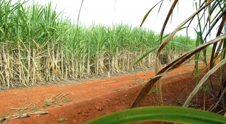 Brasil terá segunda maior safra de cana, segundo estimativa da Conab