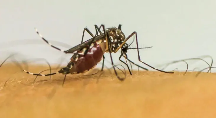 Cascavel prepara ofensiva contra dengue com 6 mil dispositivos de Wolbachia