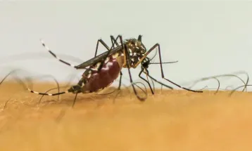 Cascavel prepara ofensiva contra dengue com 6 mil dispositivos de Wolbachia