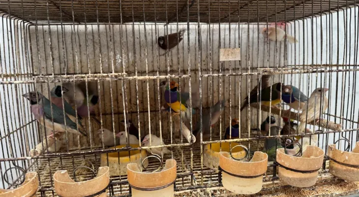 Abril Laranja: maus-tratos de animais não se limitam à agressão física, alerta PCPR