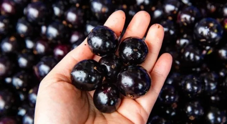 A potência da casca da jabuticaba no tratamento de várias doenças