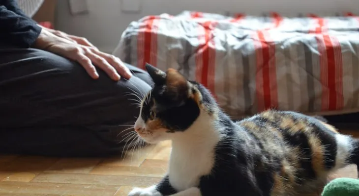 Pandemia trouxe crescimento na interação positiva entre gatos e tutores