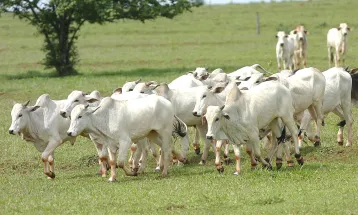Prazo para atualização obrigatória de rebanhos no Estado começa em 1.º de maio
