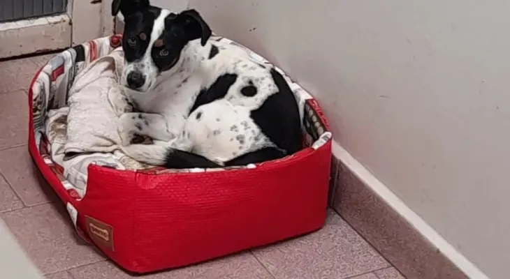 Cachorro será indenizado após ganhar ação judicial contra ex-tutor por maus-tratos no Paraná