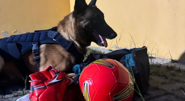 Messi, cão farejador da PRF, localiza drogas escondidas em bolas de futebol
