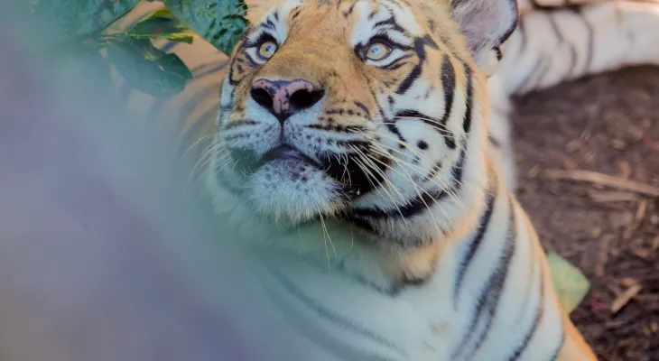Zoológico de Cascavel abre os portões para visitação no recesso de Dia do Trabalhador