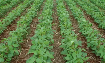 Paraná libera plantio da soja com fim do vazio sanitário nesta terça-feira (1º)