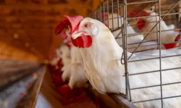 Gripe aviária: 17 países suspendem restrição à carne brasileira