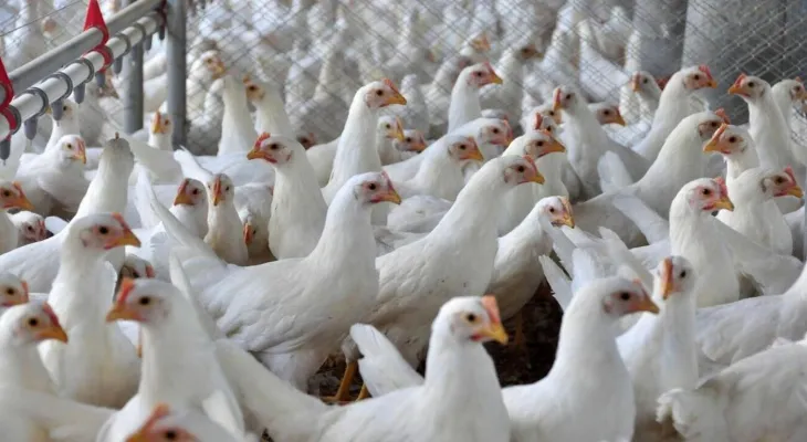 Avicultura do Paraná sofre por descompasso entre custos e remuneração