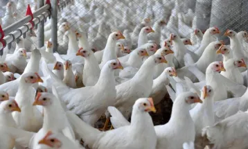 Avicultura do Paraná sofre por descompasso entre custos e remuneração