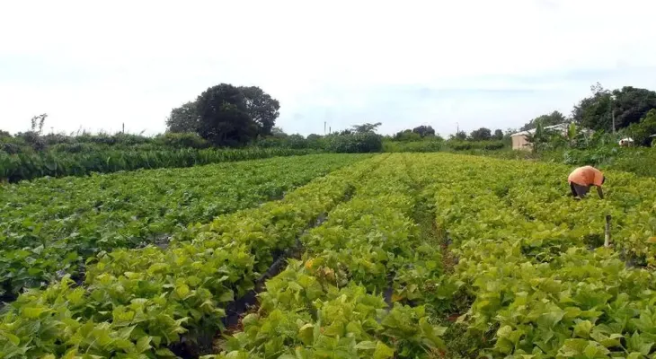 Licenciamento ambiental no Paraná tem regras simplificadas para atividades agropecuárias