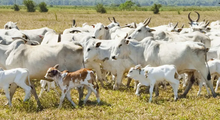 Vacinação contra raiva em herbívoros passa a ser obrigatória em 30 municípios do Paraná