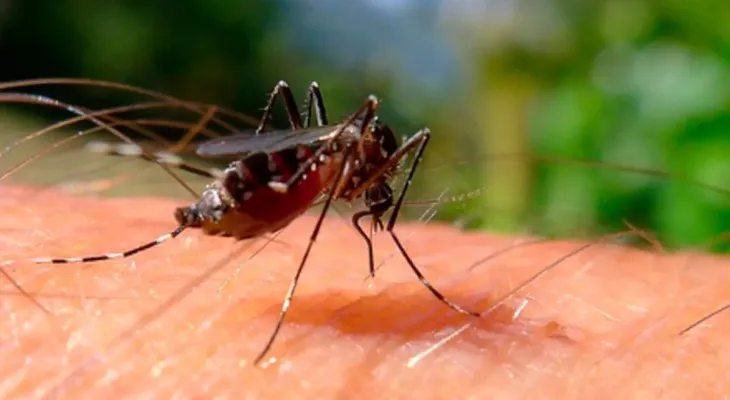 Brasileiros publicam maior estudo já feito sobre sequelas do zika