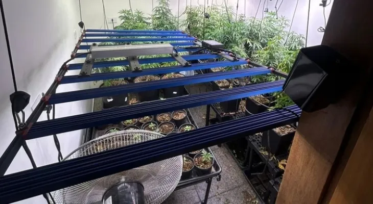 Homem é preso por cultivar maconha em casa e diz que a droga era para a avó com Alzheimer