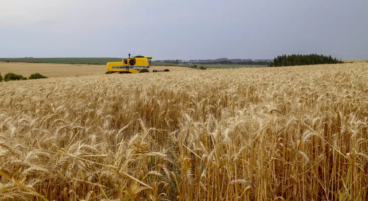 Clima tira 234 mil toneladas da safra de trigo do Paraná e moinhos terão de buscar cereal fora