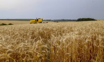 Clima tira 234 mil toneladas da safra de trigo do Paraná e moinhos terão de buscar cereal fora