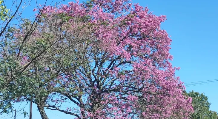 Frio perde força e sexta-feira será de sol e tempo firme no Oeste do Paraná