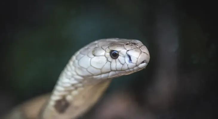 Pesquisa da Fiocruz premiada na Europa propõe substituir uso de camundongos em testes de antiveneno de cobras