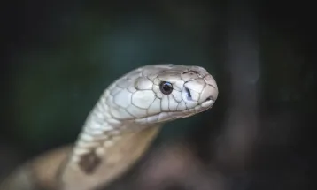 Pesquisa da Fiocruz premiada na Europa propõe substituir uso de camundongos em testes de antiveneno de cobras