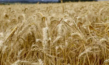 Trigo acumula sete meses de alta no Paraná e saca já supera R$ 78