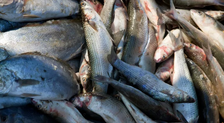Justiça condena pesca ilegal e fixa indenização ambiental