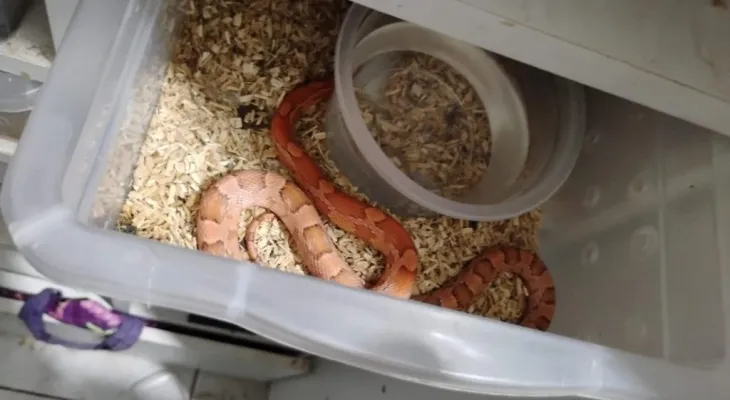 Operação ‘Corn Snake’ desmonta esquema de venda de animais exóticos pelos Correios no interior de SP