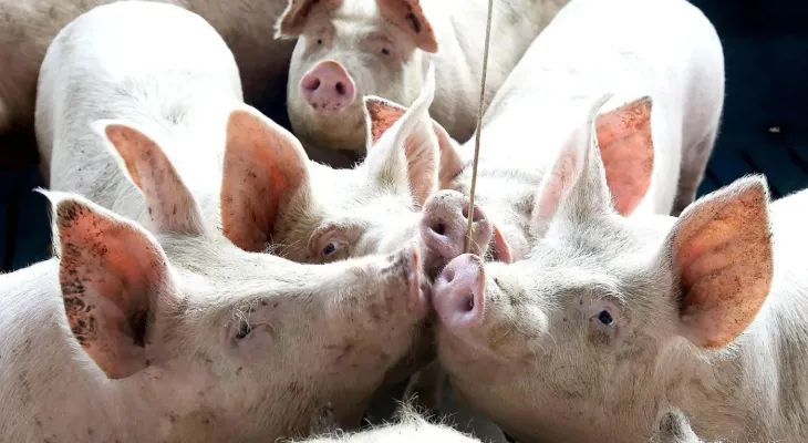 Suinocultura terá espaço para degustações e palestras ao Show Rural Coopavel