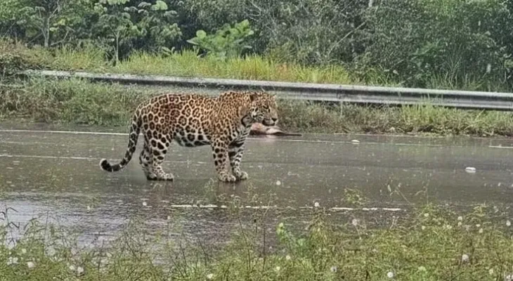 Onça-pintada ataca motociclista e mata cachorro em estrada no Amazonas