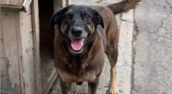 Polícia quer apreender passaporte de envolvido na morte do cão Orelha
