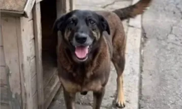 Polícia quer apreender passaporte de envolvido na morte do cão Orelha