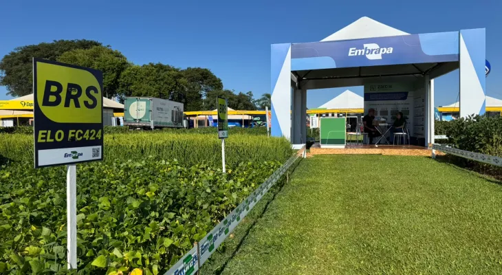 Embrapa apresenta novas cultivares de feijão e tecnologias para ampliar a produtividade em 2026