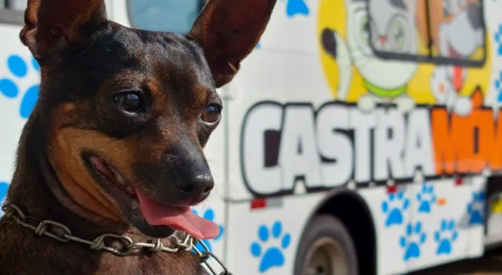 Castramóvel desembarca no Interlagos para castração gratuita de 80 cães e gatos