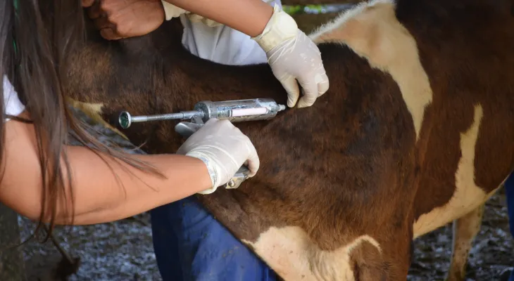 Falta de vacinas contra clostridioses preocupa pecuaristas e já provoca mortes de animais no Paraná