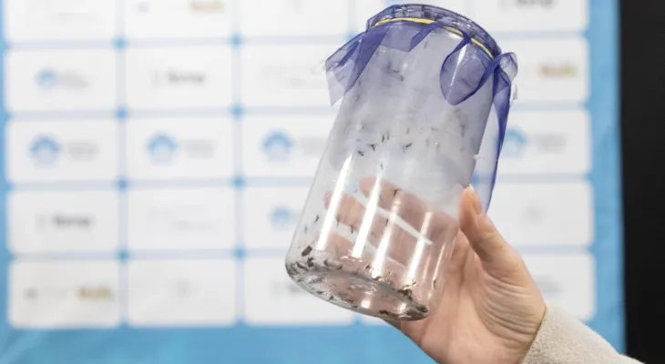 Método Wolbachia chega a Cascavel para reduzir casos de dengue em até 70%