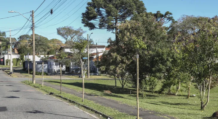 Com ipês e araucárias, Curitiba reforça arborização em 10 bairros; confira