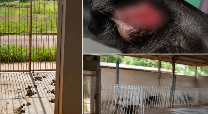 Vereador denuncia falta de insumos na Secretaria de Bem-Estar Animal em Maringá