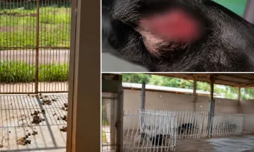 Vereador denuncia falta de insumos na Secretaria de Bem-Estar Animal em Maringá